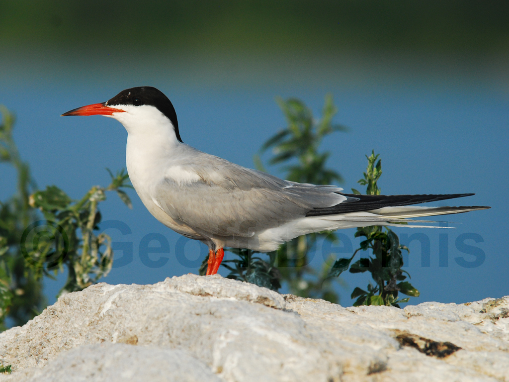 COTE-AA_Common-Tern