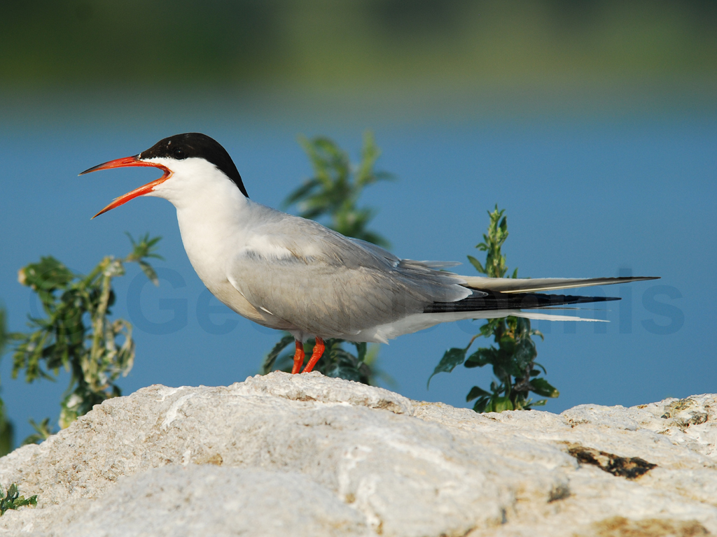 COTE-AB_Common-Tern