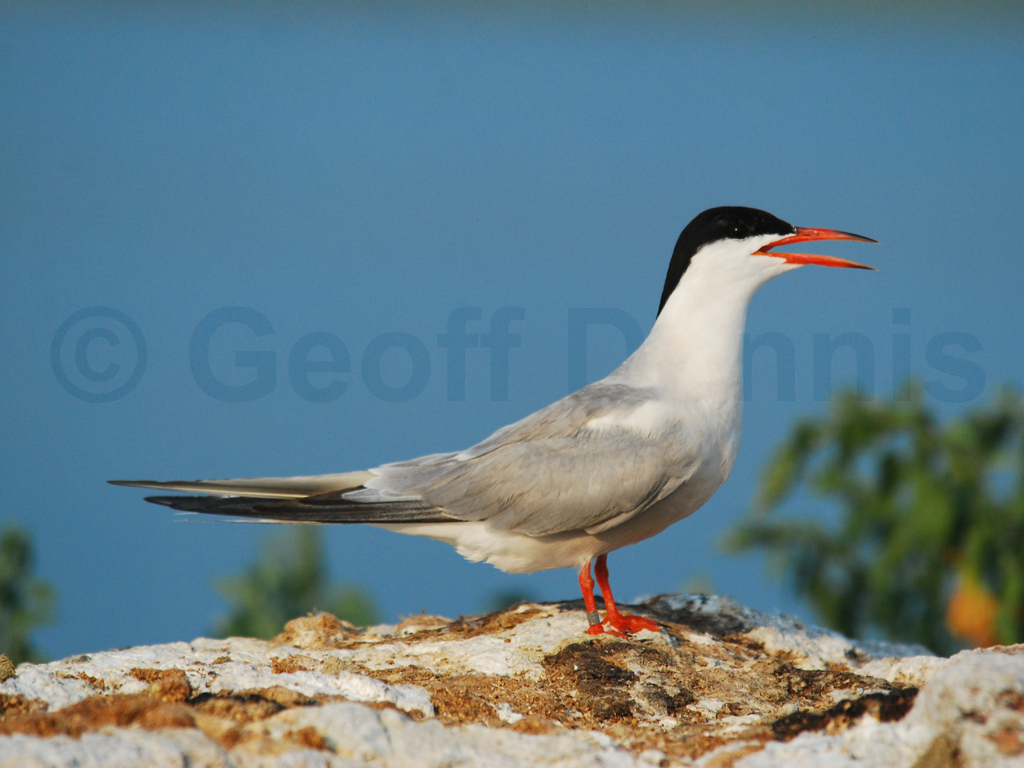 COTE-AC_Common-Tern