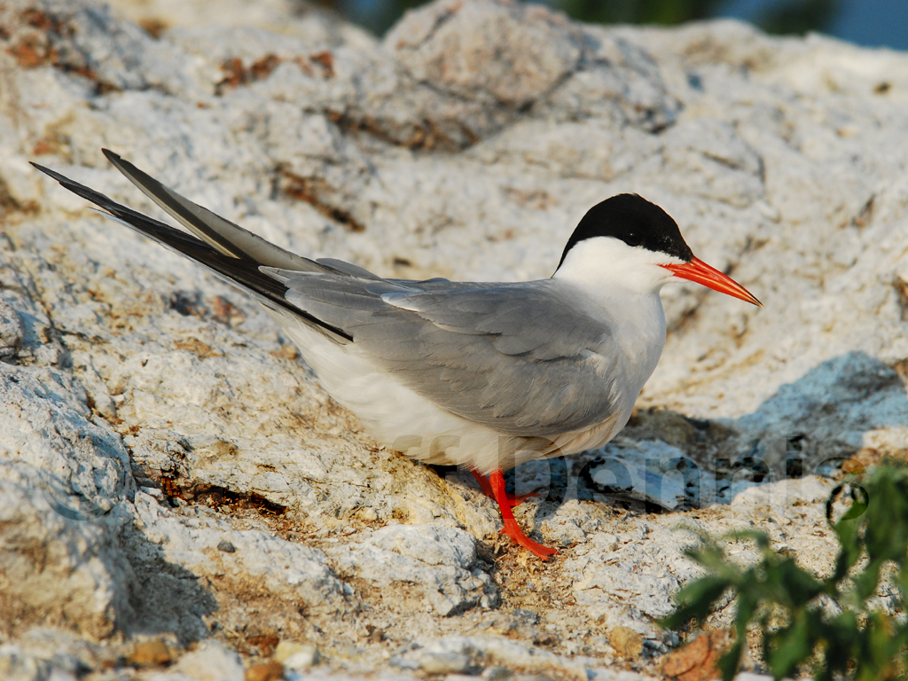 COTE-AD_Common-Tern