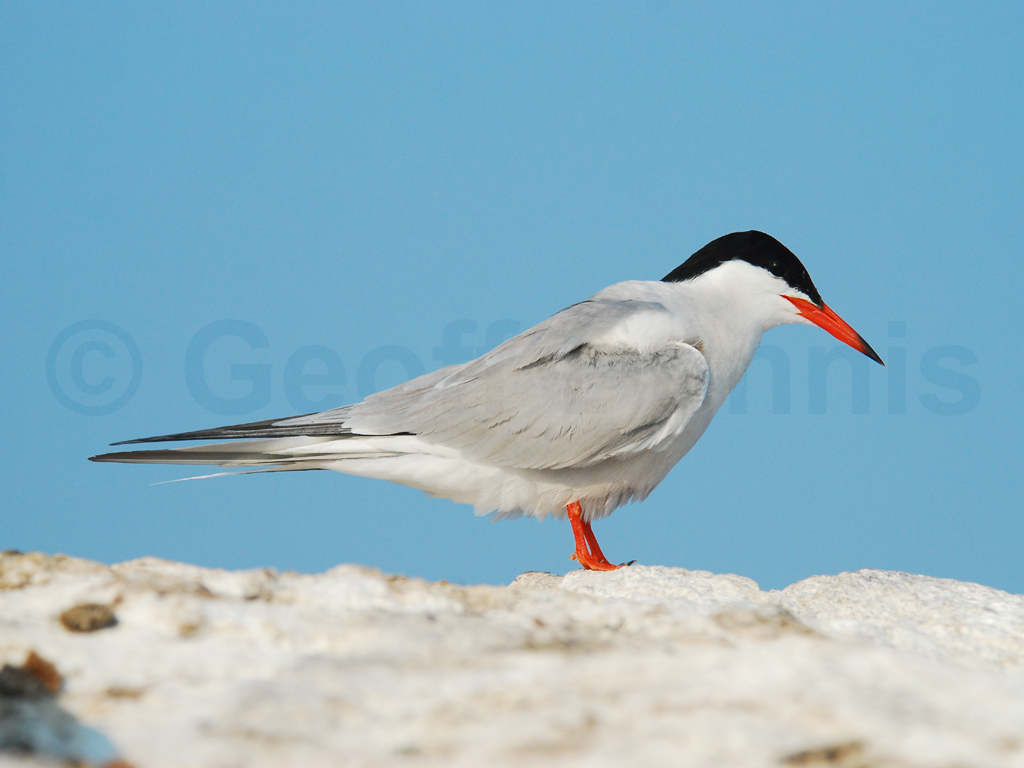COTE-AE_Common-Tern