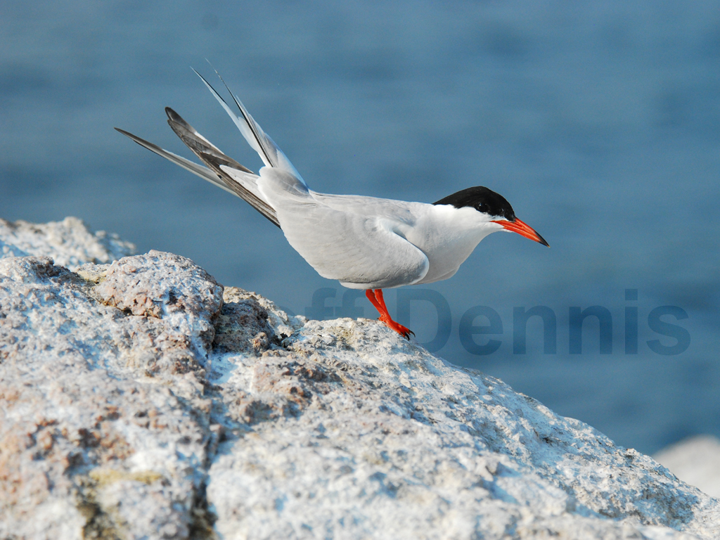 COTE-AF_Common-Tern