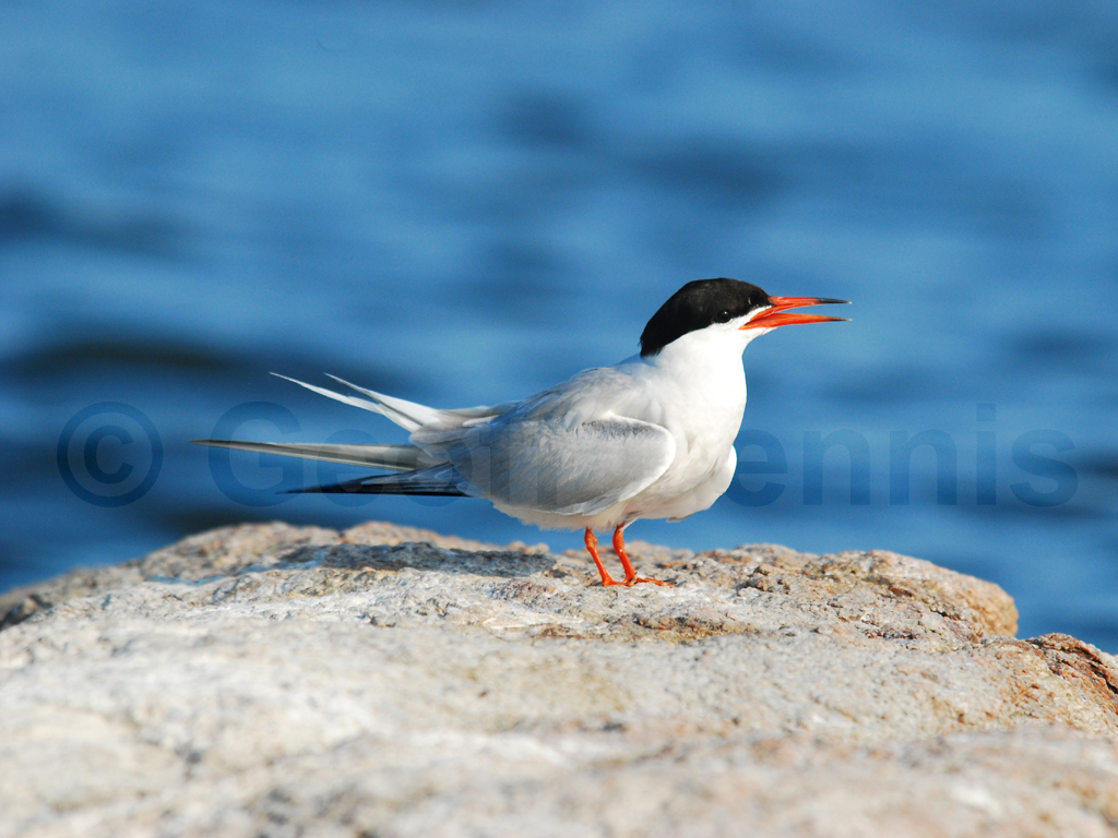 COTE-AG_Common-Tern
