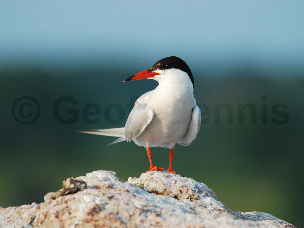 COTE-AH_Common-Tern