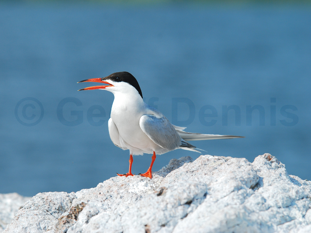 COTE-AI_Common-Tern