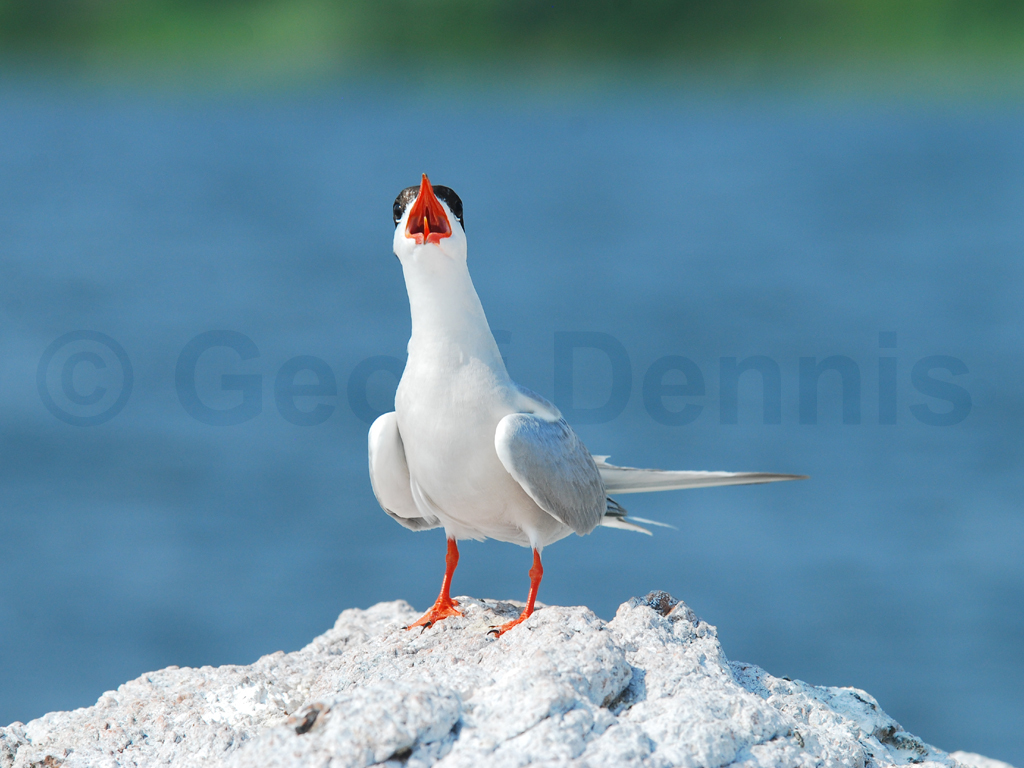 COTE-AJ_Common-Tern