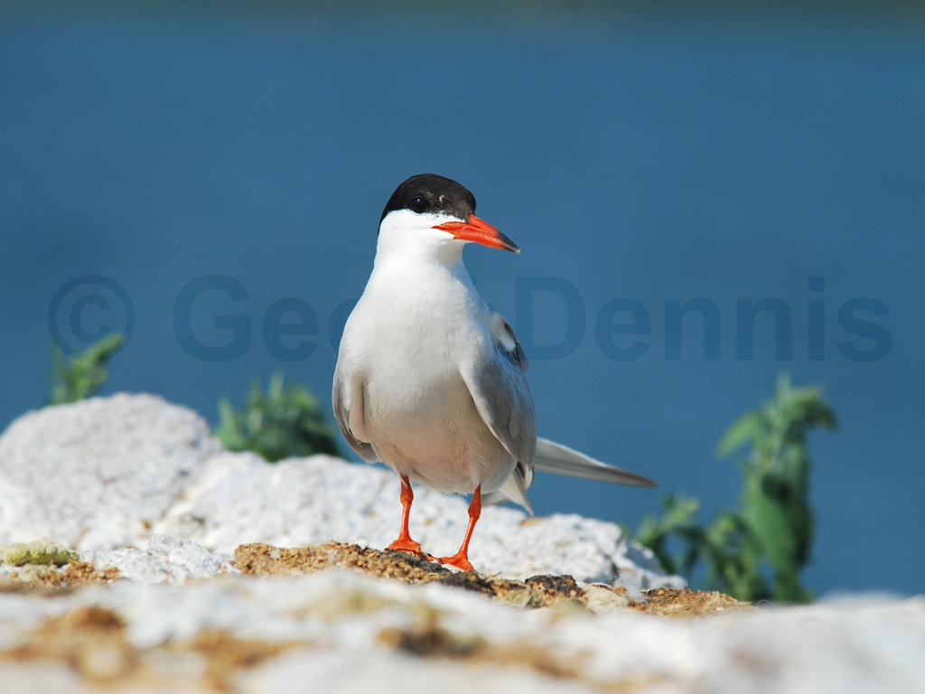COTE-AK_Common-Tern