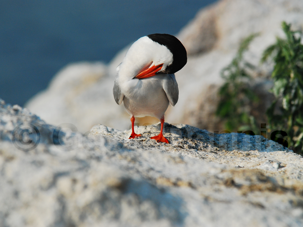 COTE-AL_Common-Tern