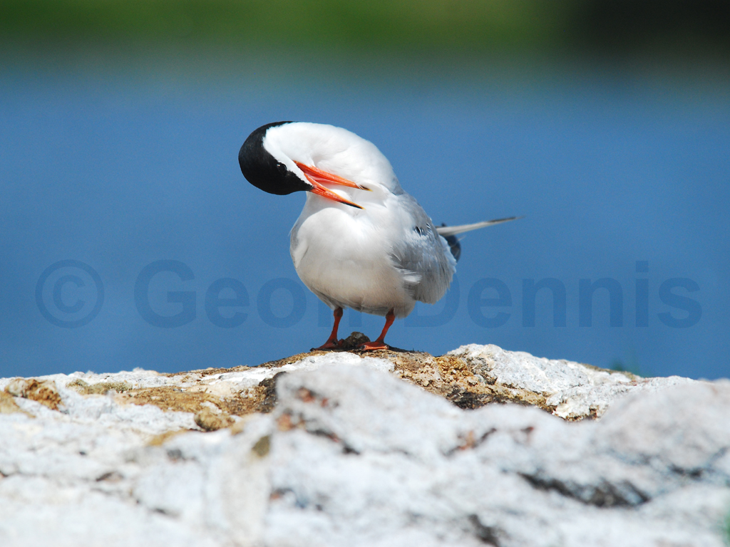 COTE-AM_Common-Tern