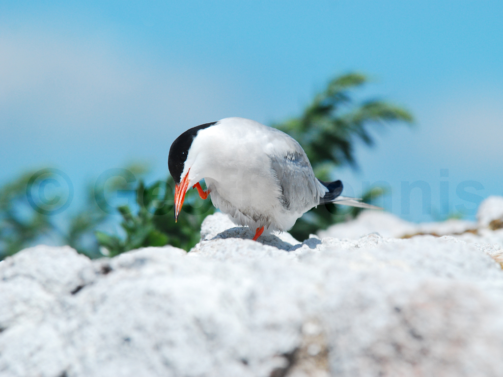 COTE-AN_Common-Tern