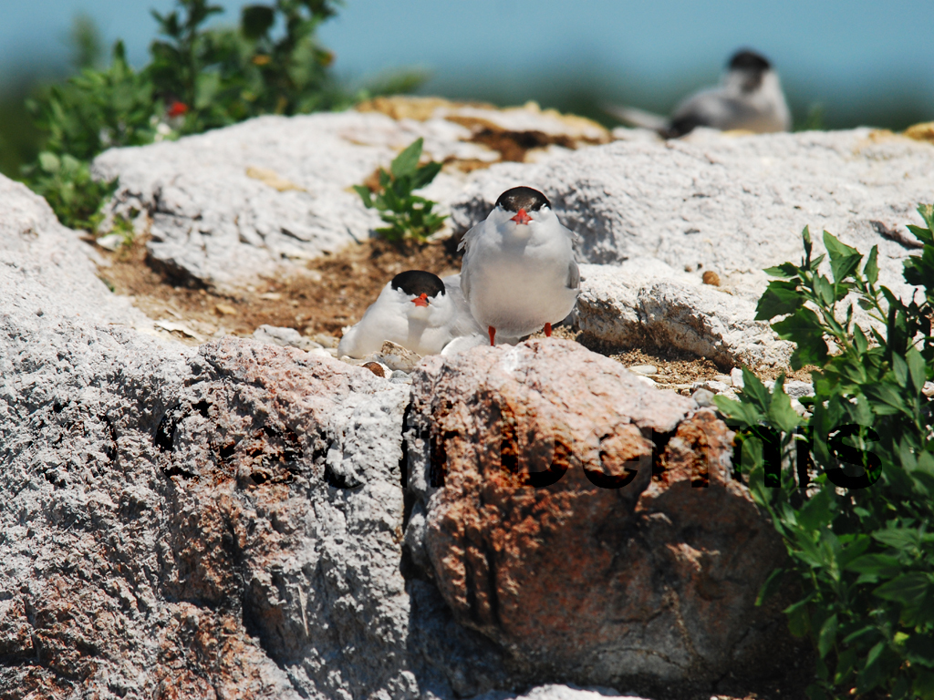 COTE-AO_Common-Tern