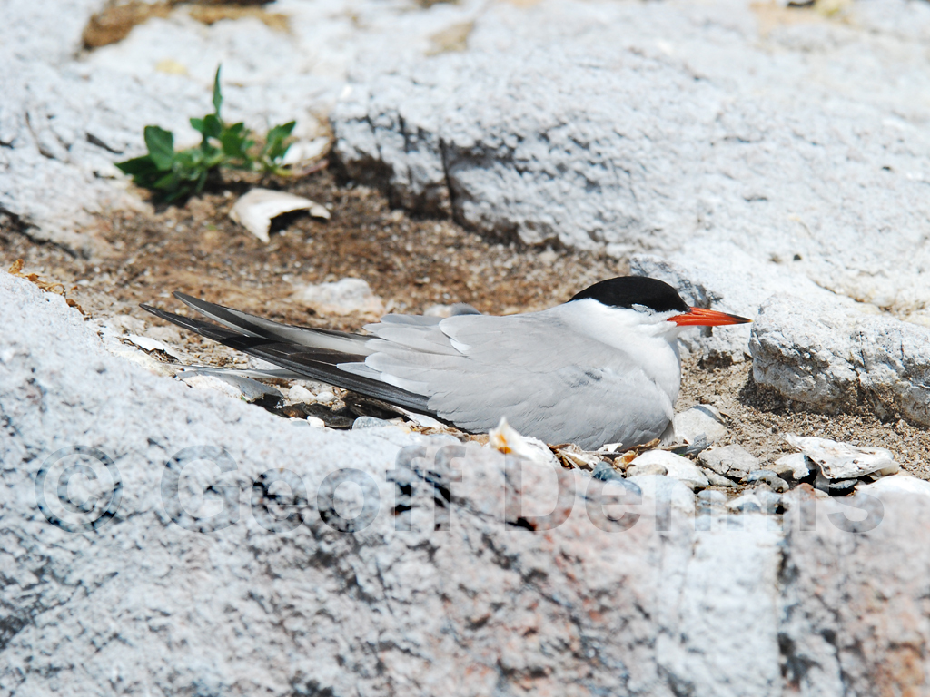 COTE-AP_Common-Tern