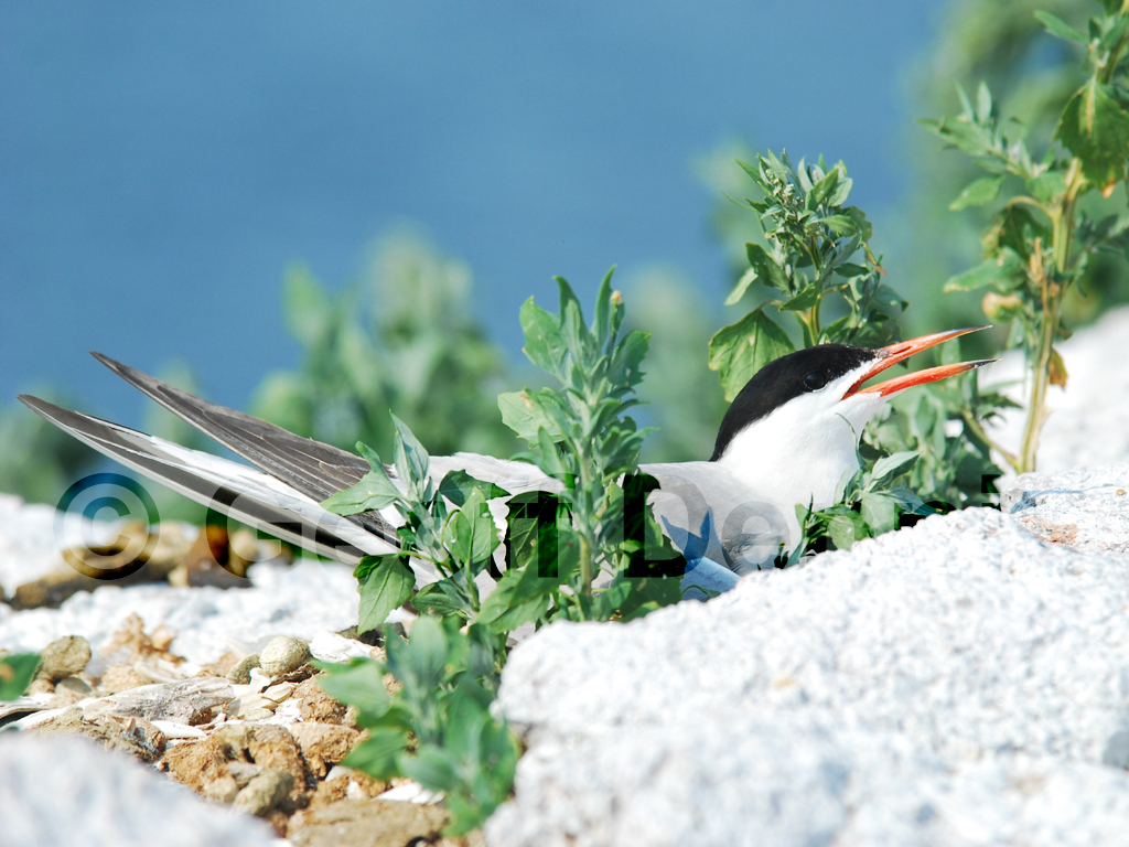 COTE-AQ_Common-Tern
