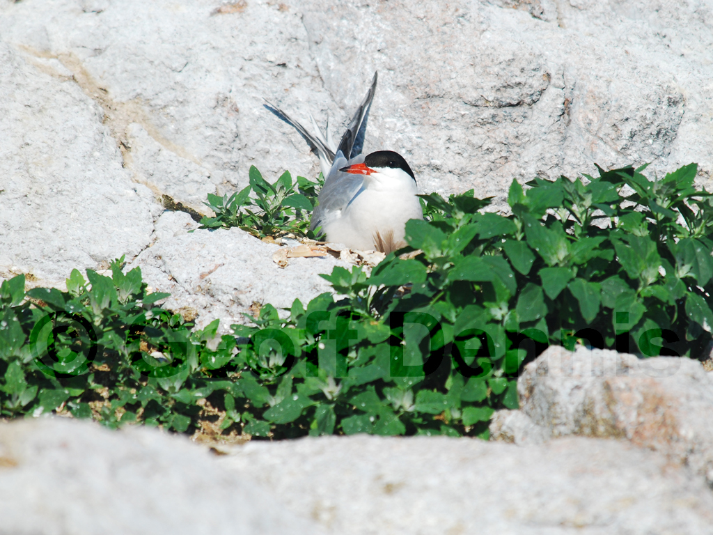 COTE-AR_Common-Tern