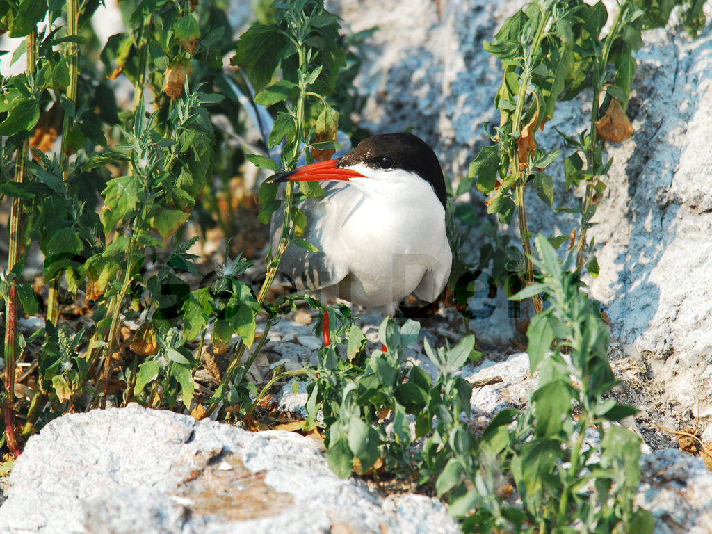 COTE-AS_Common-Tern
