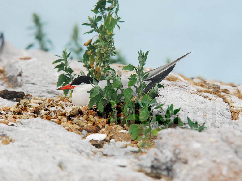 COTE-AT_Common-Tern