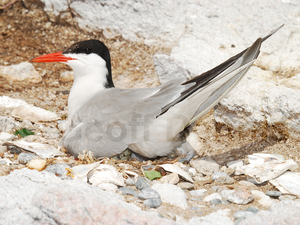 COTE-AU_Common-Tern