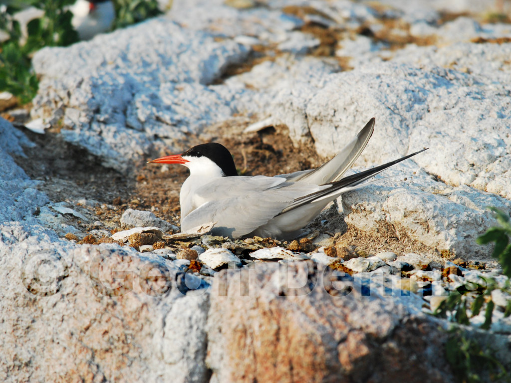 COTE-AV_Common-Tern