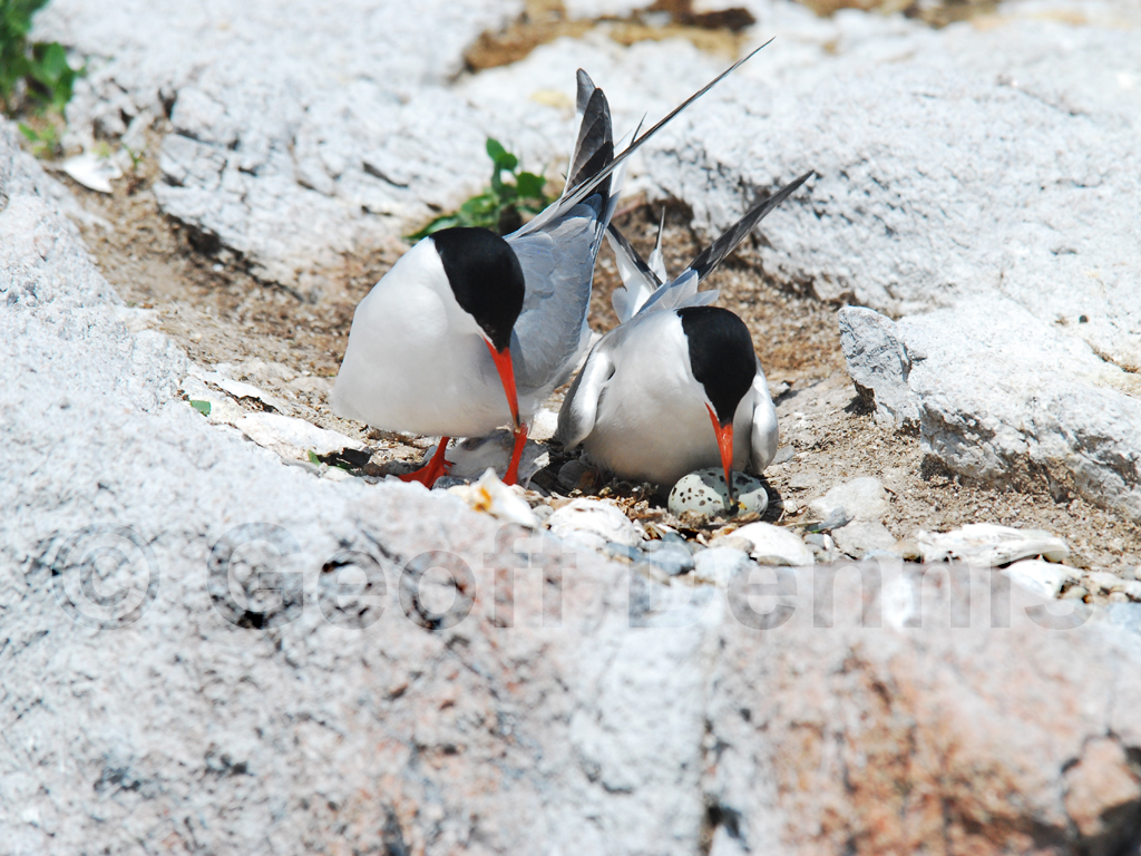 COTE-AW_Common-Tern