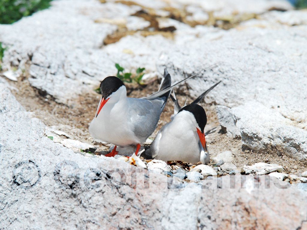 COTE-AX_Common-Tern