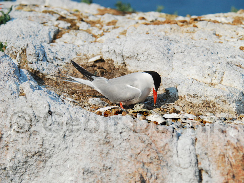 COTE-AY_Common-Tern