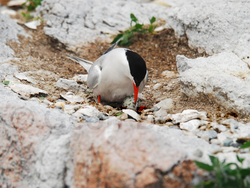 COTE-AZ_Common-Tern