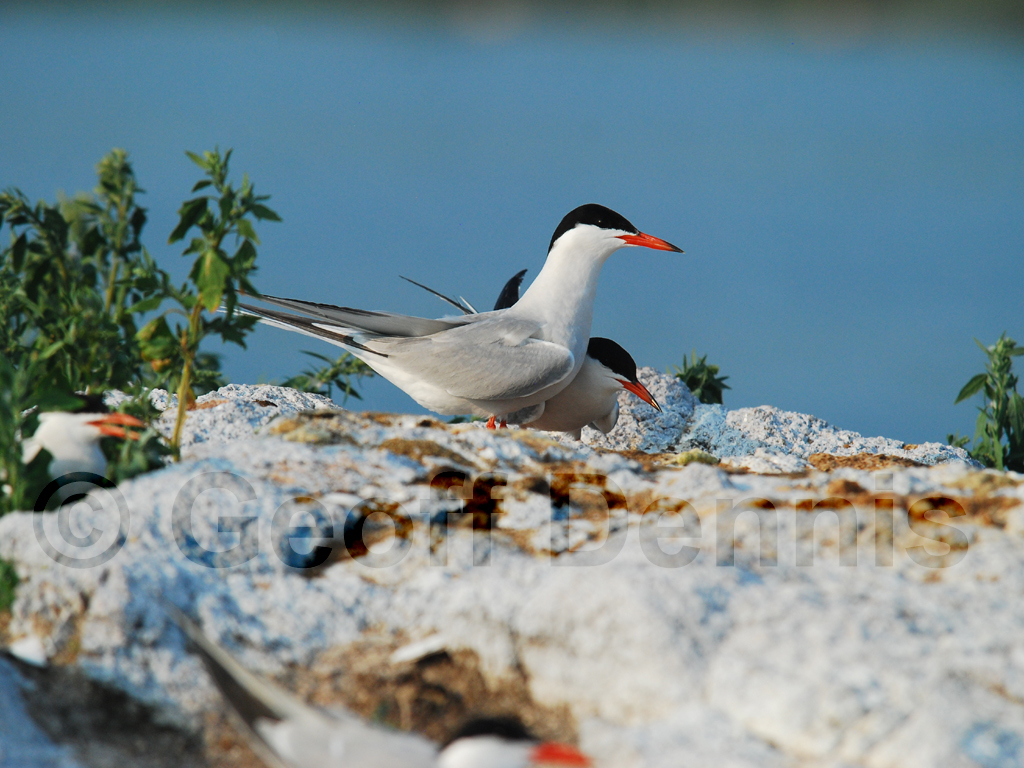 COTE-BA_Common-Tern