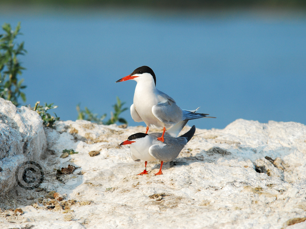 COTE-BB_Common-Tern