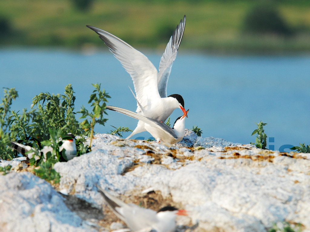 COTE-BC_Common-Tern
