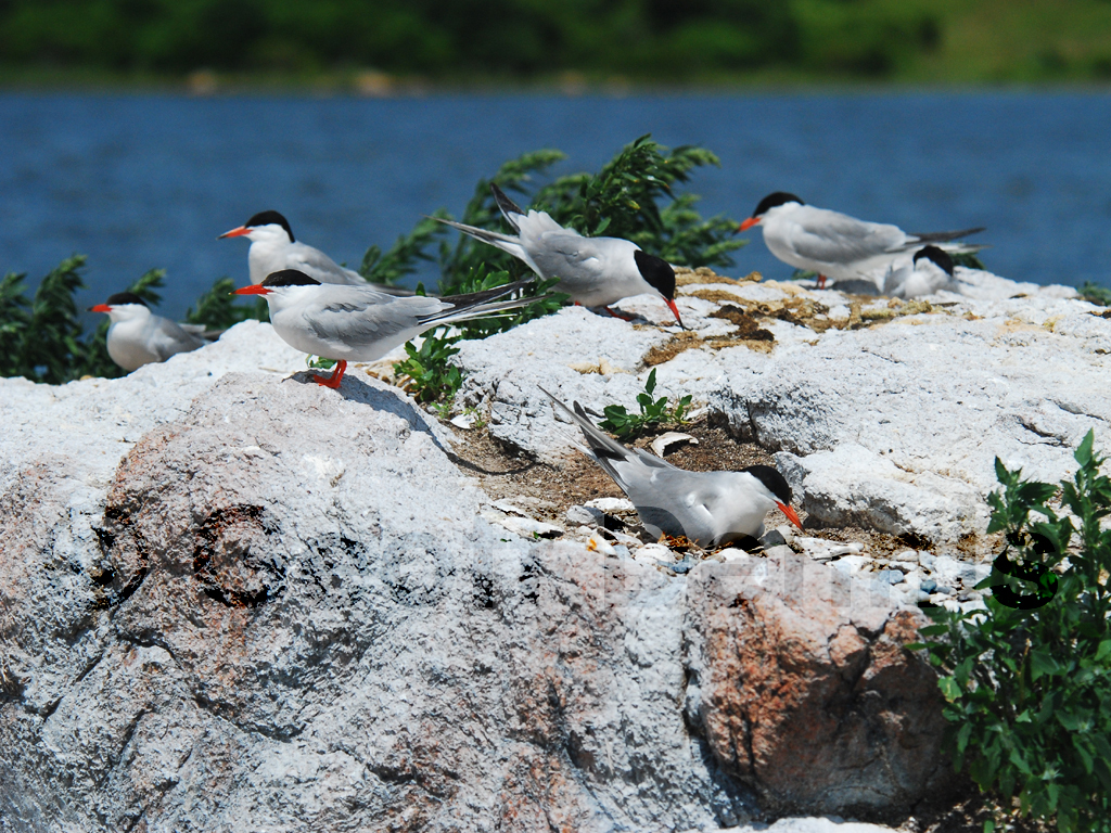 COTE-BD_Common-Tern