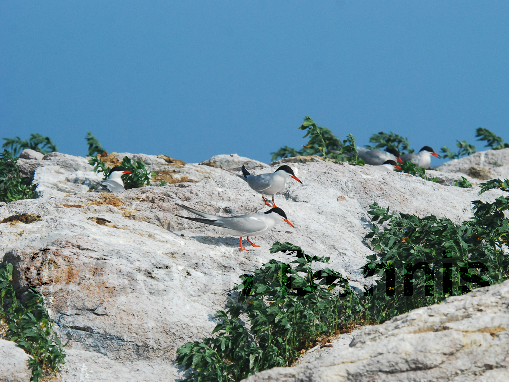 COTE-BE_Common-Tern