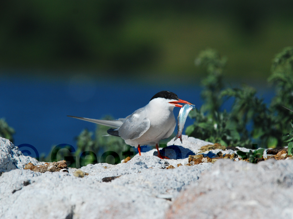 COTE-BF_Common-Tern