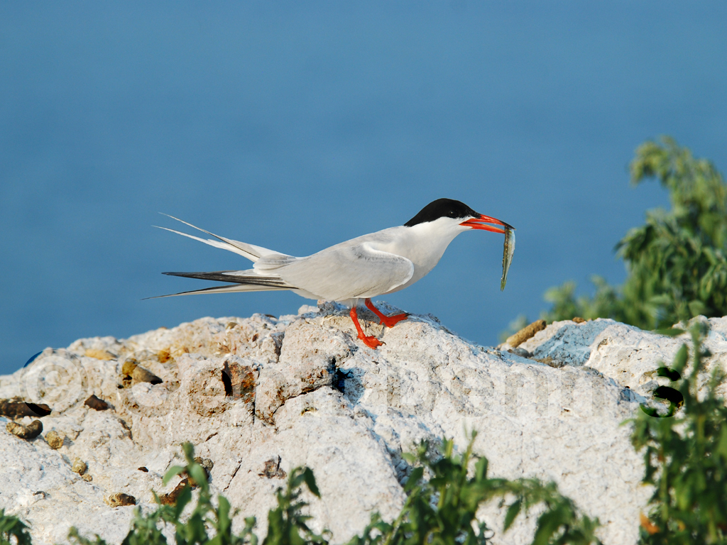 COTE-BG_Common-Tern