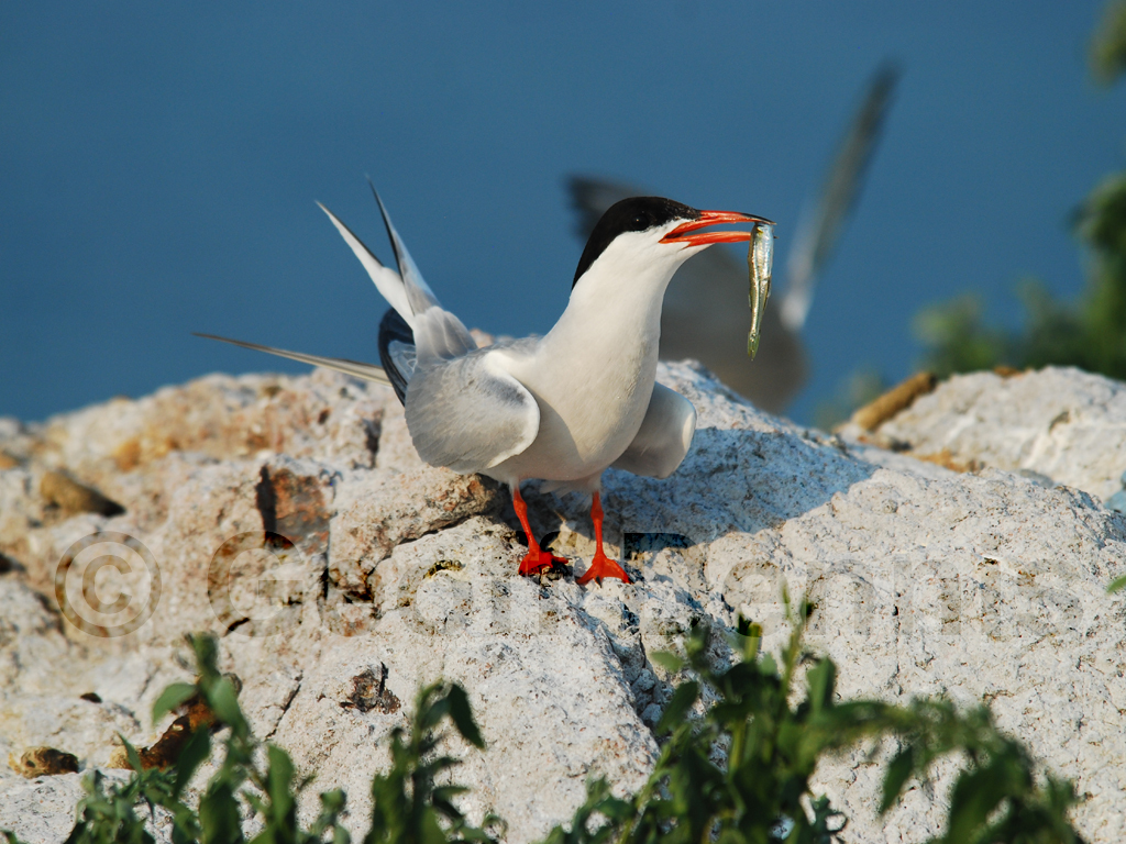 COTE-BH_Common-Tern
