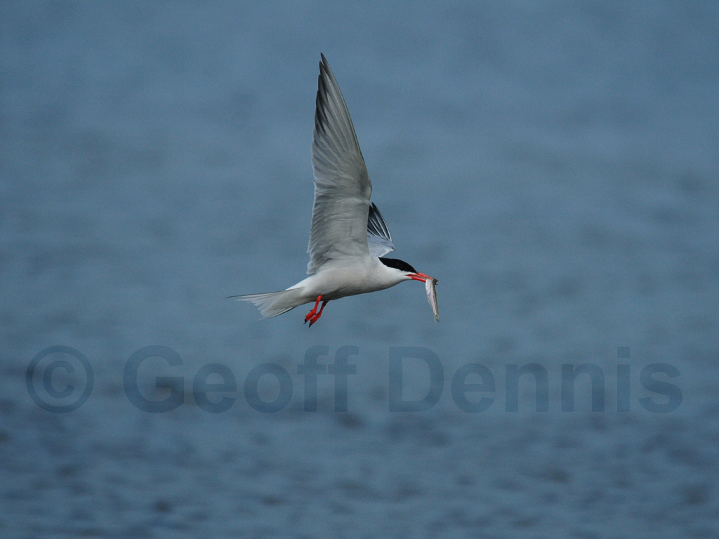 COTE-BI_Common-Tern