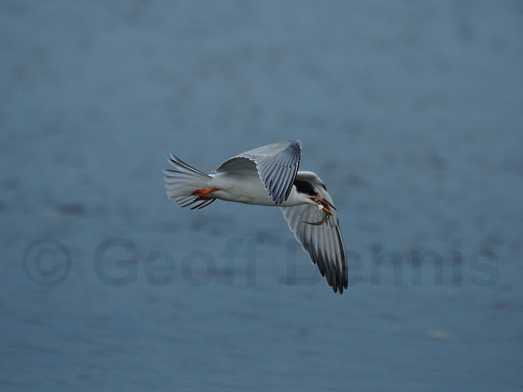 COTE-BJ_Common-Tern