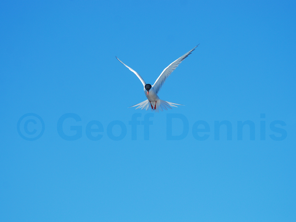COTE-BK_Common-Tern