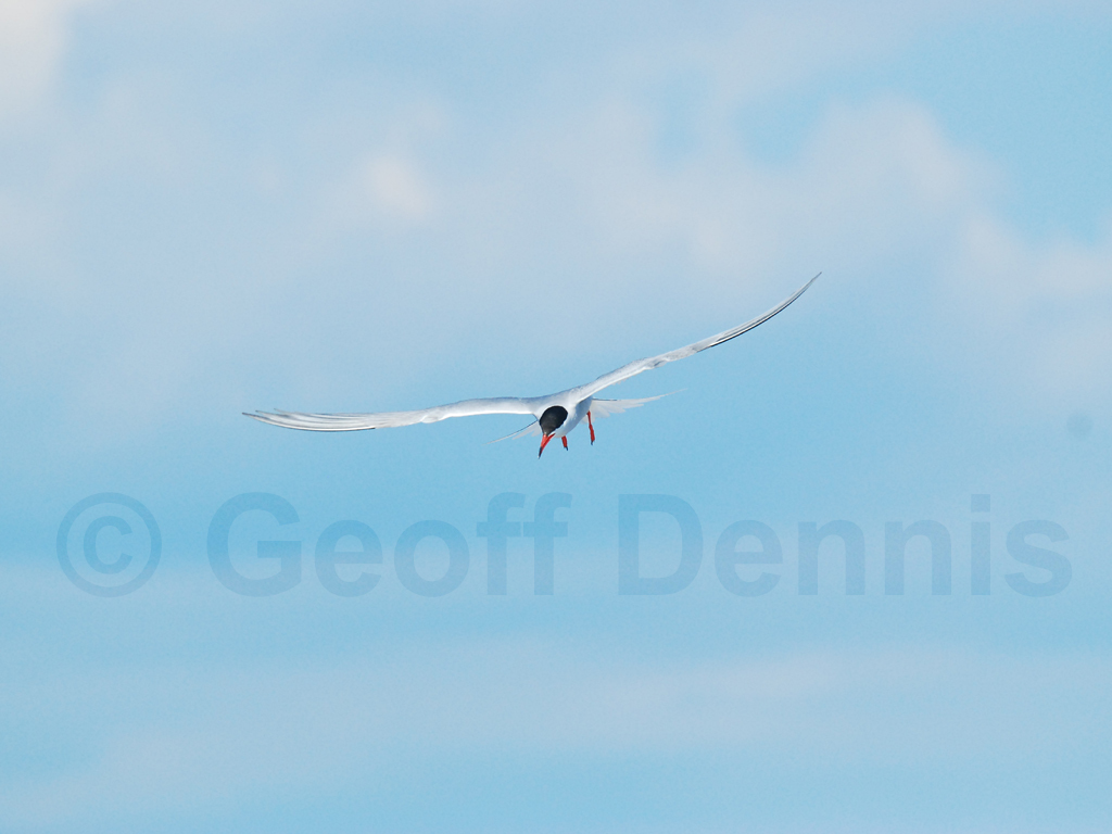 COTE-BL_Common-Tern