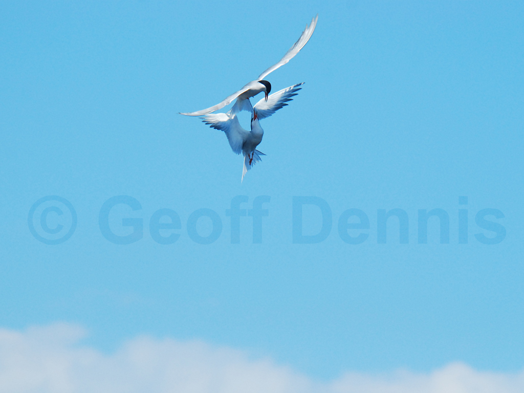 COTE-BM_Common-Tern