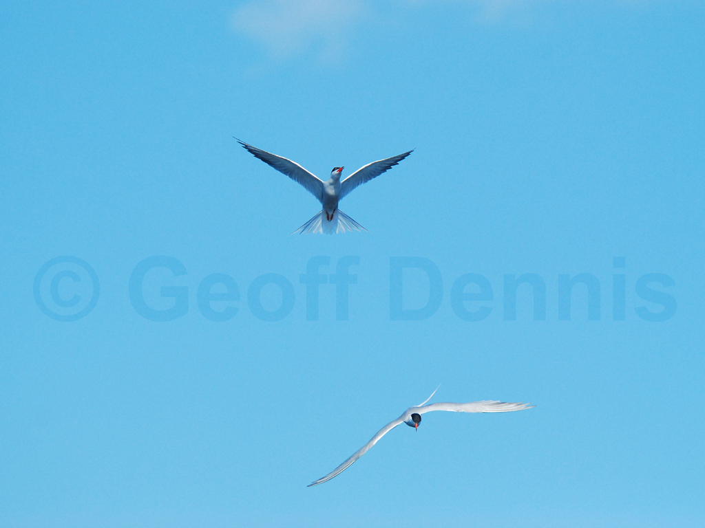 COTE-BN_Common-Tern