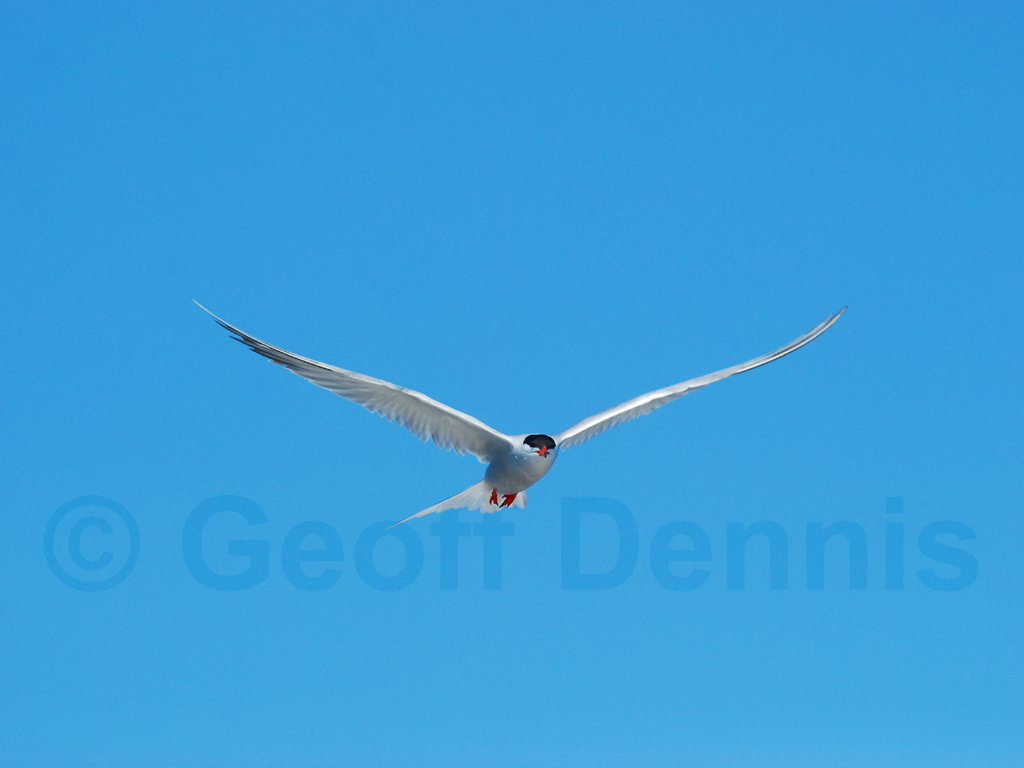 COTE-BO_Common-Tern