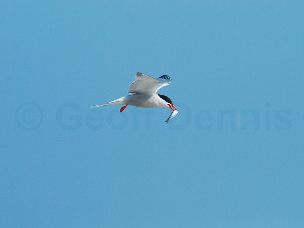 COTE-BP_Common-Tern