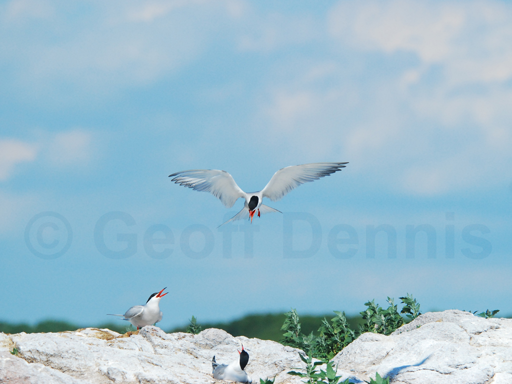 COTE-BQ_Common-Tern