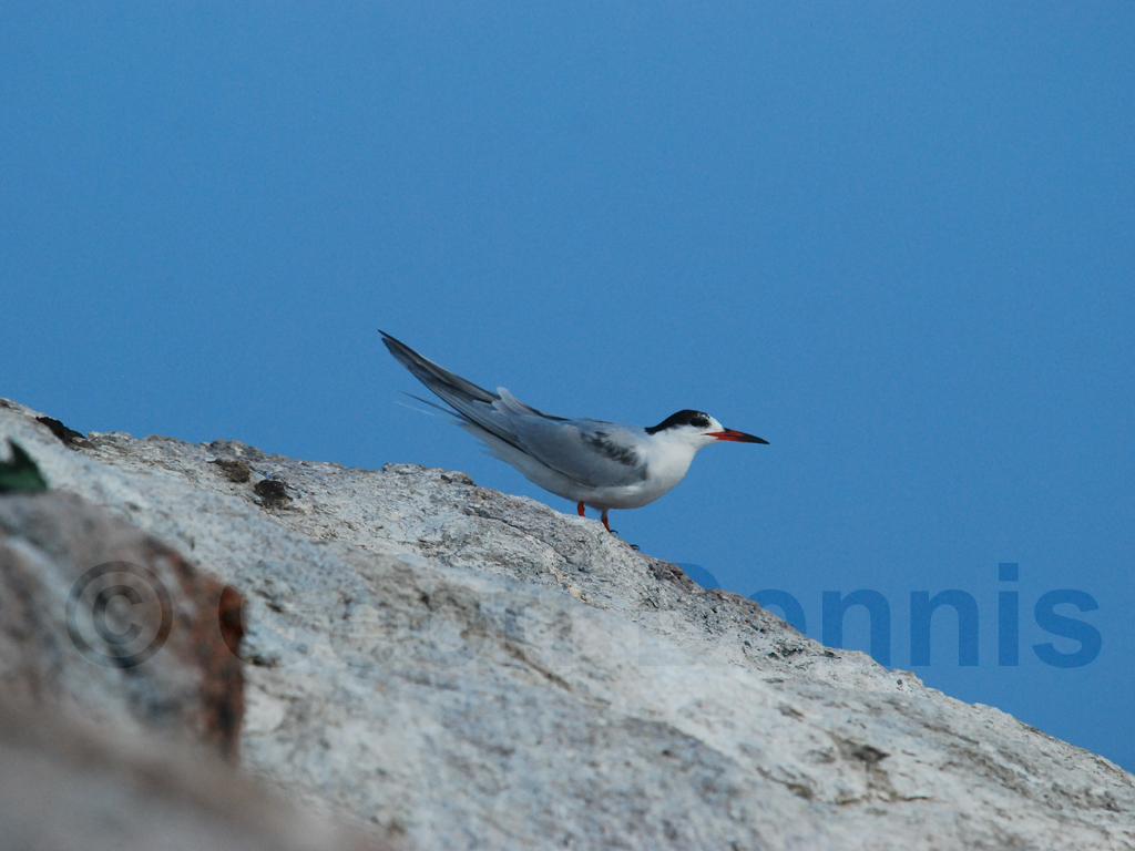 COTE-BR_Common-Tern