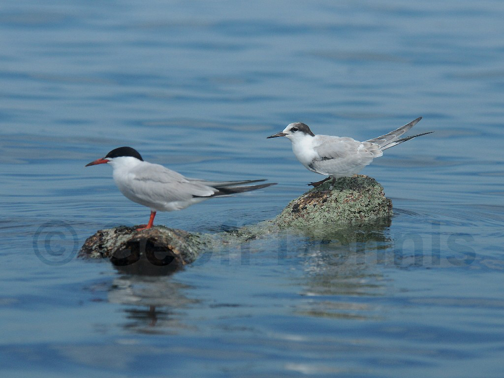 COTE-BS_Common-Tern