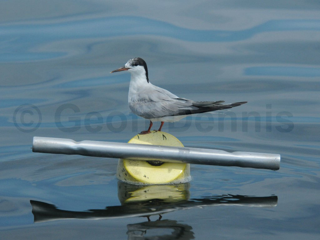 COTE-BT_Common-Tern