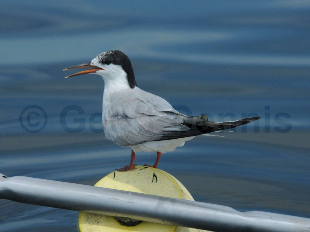 COTE-BU_Common-Tern