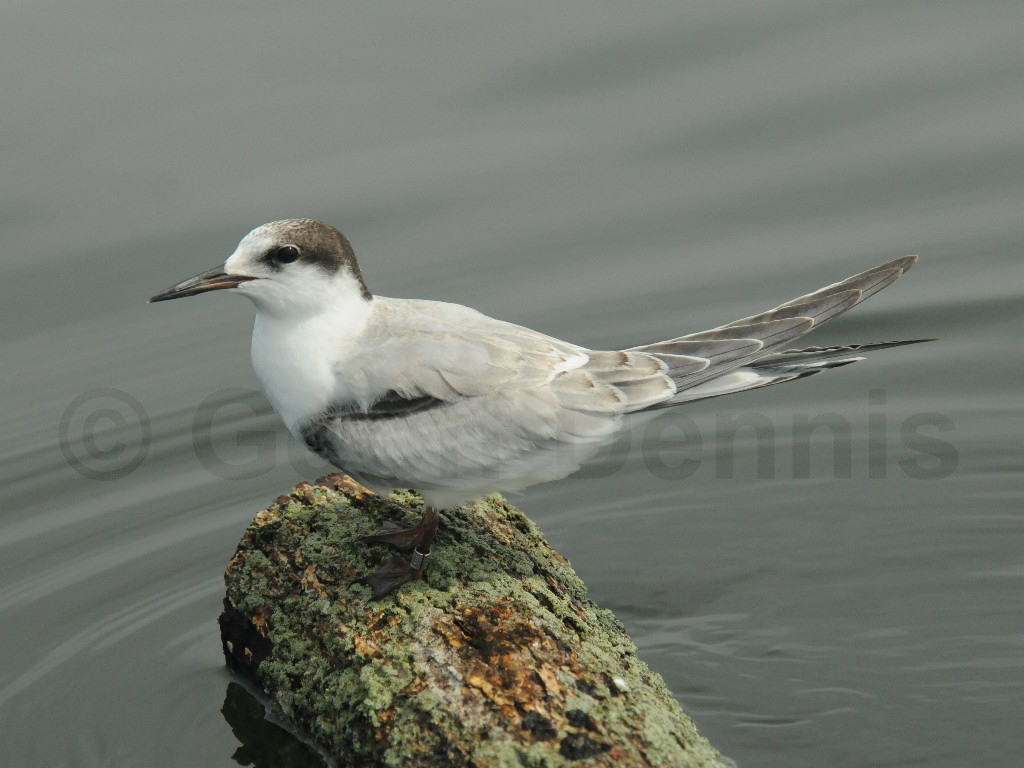 COTE-BV_Common-Tern