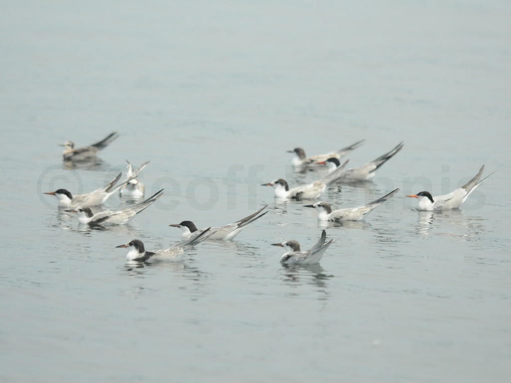 COTE-BW_Common-Tern