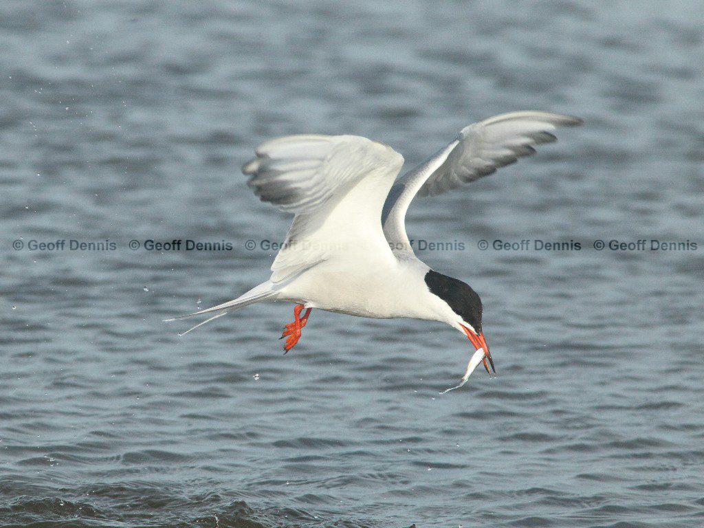 COTE-BX_Common-Tern